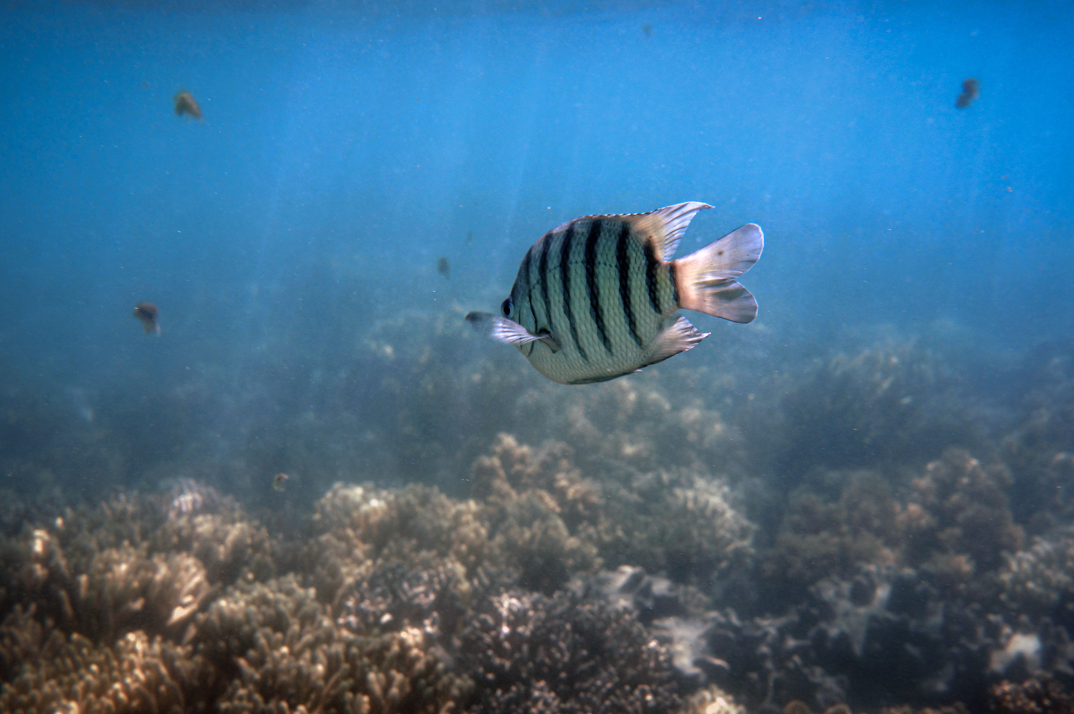 Tropical reef fish swimming together underwater