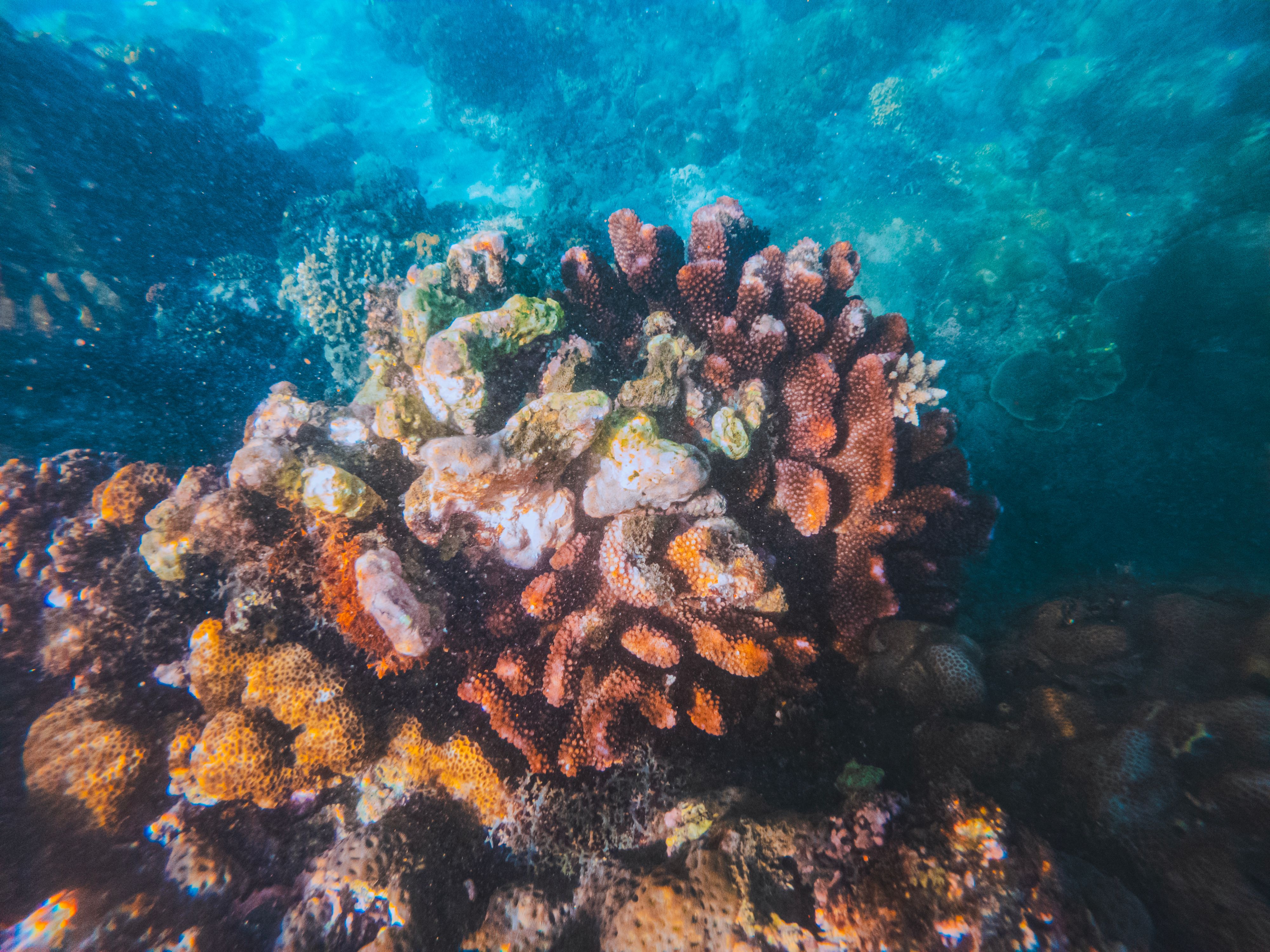 Arrecife coralino tropical colorido bajo el agua